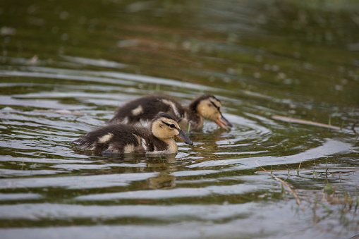 Two Mallard ducklings swimming, North Yorkshire, United Kingdom. Mallard or wild duck (Anas platyrhynchos)