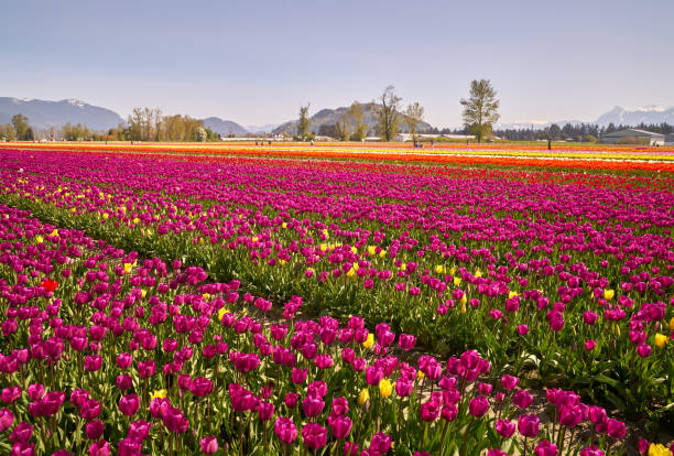 istock Tulips in the Sun Fraser Valley BC 1317694299