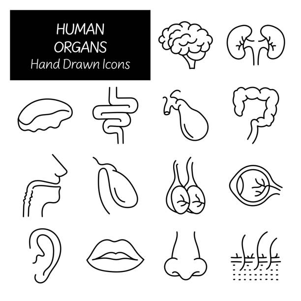 ilustraciones, imágenes clip art, dibujos animados e iconos de stock de órganos humanos y anatomía relacionados con iconos dibujados a mano, doodle elementos ilustración vectorial - pencil drawing drawing anatomy human bone