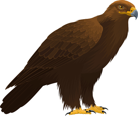 vector birds of prey golden eagle