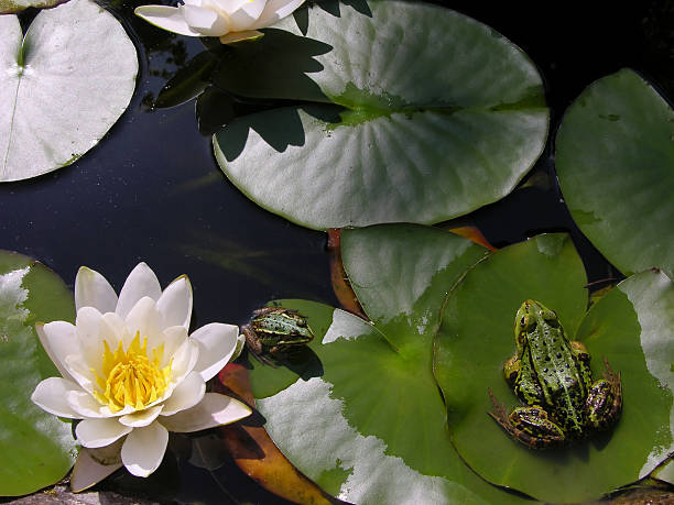 녹색 개구리 만들진 연못 - petiole 뉴스 사진 이미지