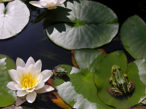 Green frogs in a pond with lilly pads