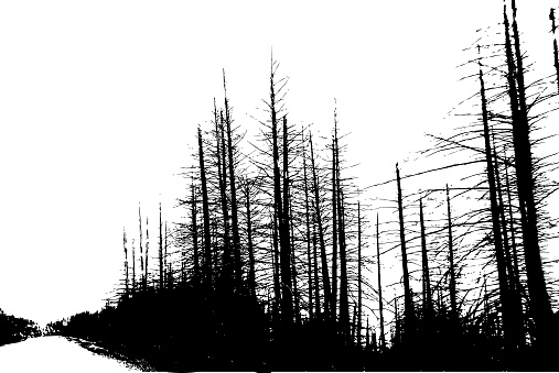 Row of dead spruce trees along the road in silhouettes