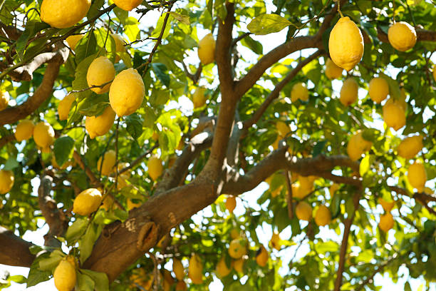 A shot of a branch of a lemon tree Lemon tree amalfi coast photos stock pictures, royalty-free photos & images