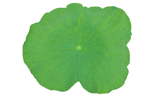 Lotus leaf, beautiful green, curved edge leaves. Isolate on white background.
