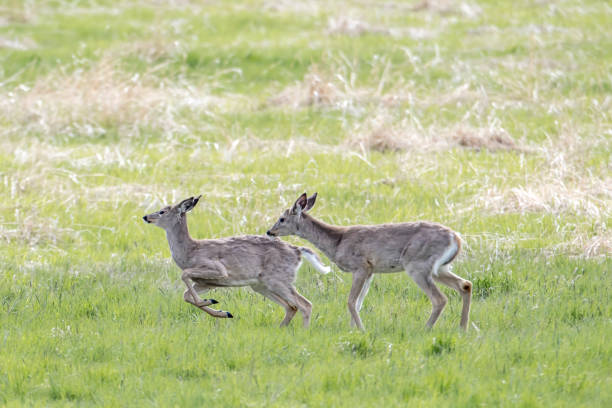 istock Deer starting to run in a field. 1317698922