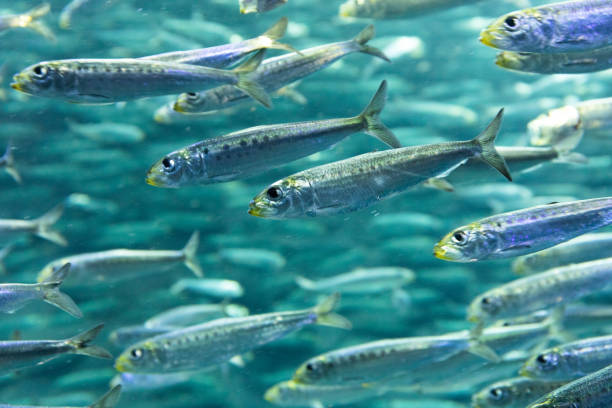 istock A huge school of sardines 1317700529