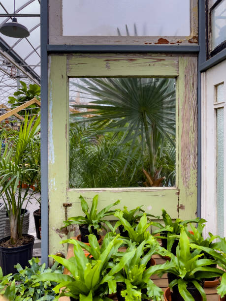 istock Green plant on window background 1317702739