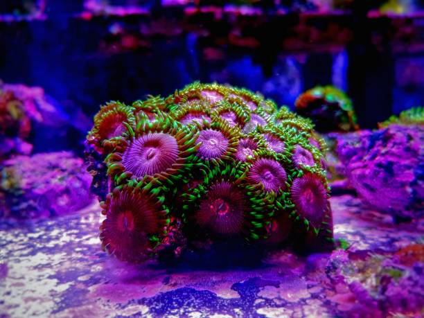 istock Pink Diamond rare Zoanthids colony polyps 1317702784