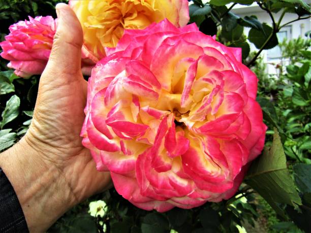 Rose.