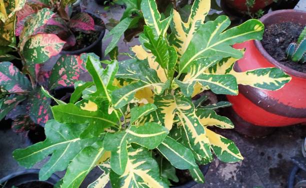 istock Croton ornamental plant (Codiaeum variegatum) 1317703458