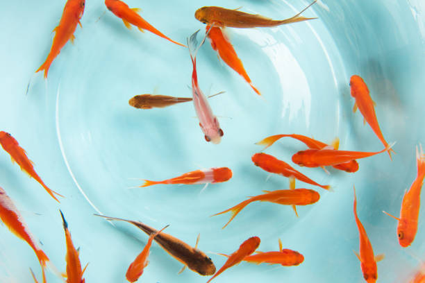 istock goldfishes swimming in fish bowl on blue background 1317708361