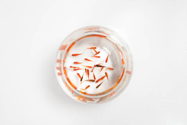 Goldfish Bowl