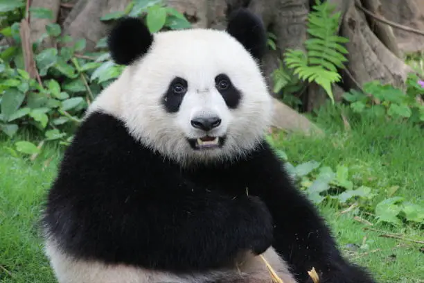 Adorable Fluffy Panda is sending a sweet Smile to the audience , China