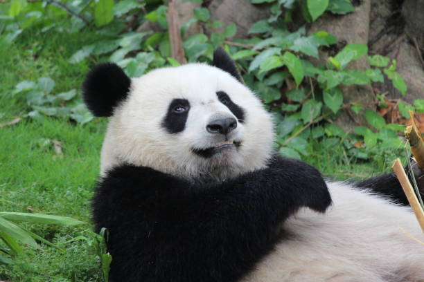 istock Close up Cute Happy Panda on the Green  Yard 1317709674