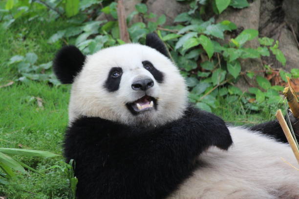 istock Close up Cute Happy Panda on the Green  Yard 1317709742