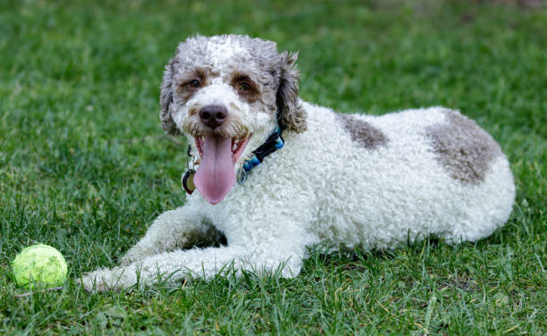 3-Year-Old Lagotto Romagnolo puppy male lying down and resting near its toy Off-leash dog park in Northern California. lagotto romagnolo stock pictures, royalty-free photos & images