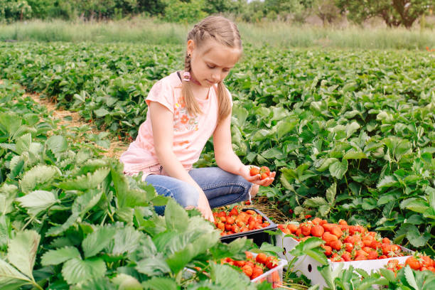 istock Spring, strawberry field. Harvesting strawberries. Berry in basket. 1317711905