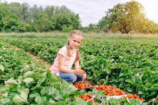 istock Spring, strawberry field. Harvesting strawberries. Berry in basket. 1317711910