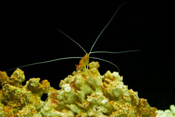istock Quinoa red-spotted shrimp 1317712826