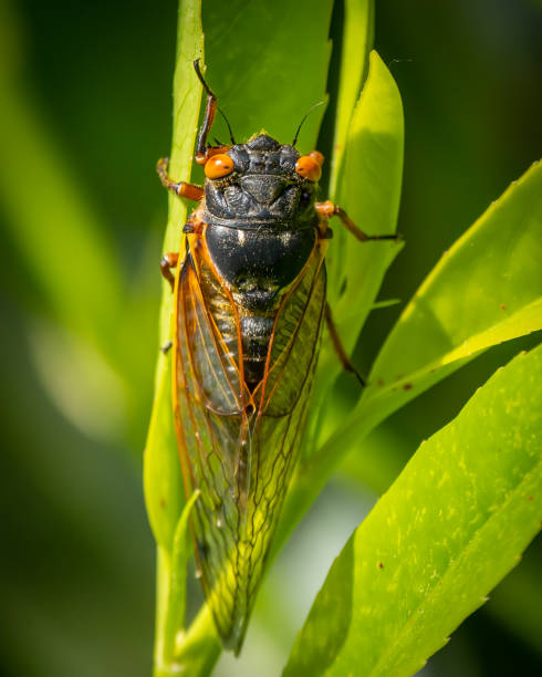 istock Cicada 17 year bug coming out in the Garden 1317713123