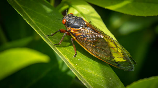 istock Cicada 17 year bug coming out in the Garden 1317713678