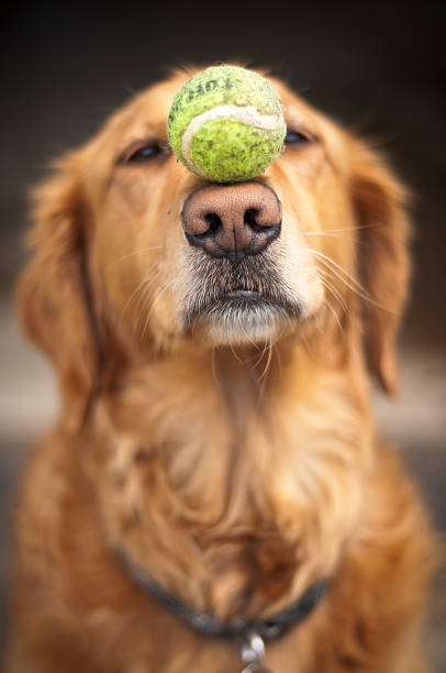 Cão Obediência - fotografia de stock