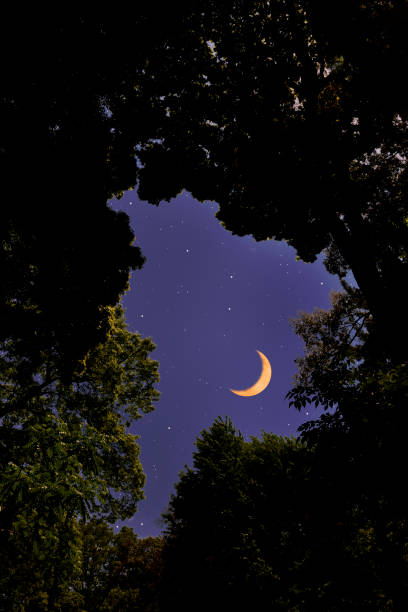 istock Looking up a crescent moon through the natural trees frame 1317717402