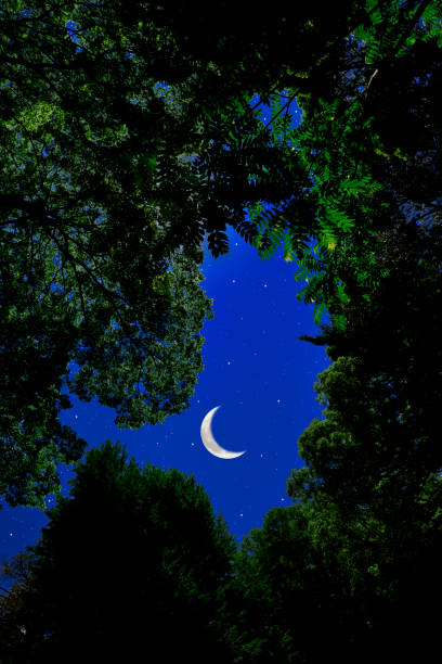 istock Looking up a crescent moon through the natural trees frame 1317717404