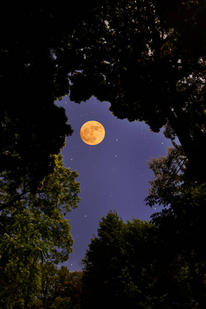 istock Looking up a full moon through the natural trees frame 1317717405