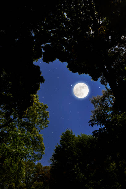 istock Looking up a full moon through the natural trees frame 1317717406