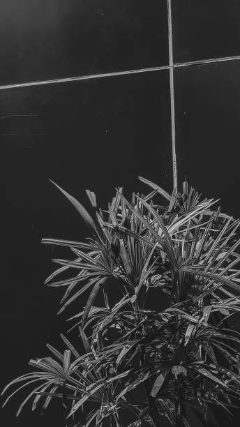 Indonesia - May 4, 2021: background, corner ornamental plants, beautiful photography leaves, aesthetic, sidewalks, avenue, retro style, block shape, city life, past memories, downtown district, city street, city street, flashback, nostalgia , vintage, past indonesia - 4 de mayo de 2021: fondo, plantas ornamentales de esquina, hermosas hojas de fotografía, estética, aceras, avenida, estilo retro, forma de bloque, vida en la ciudad, pasados recuerdos de la calle de la ciudad, flashback, nostalgia gris pasado