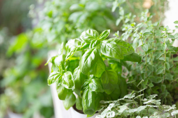 istock Green herb pots in balcony 1317720495