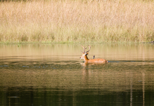 Taken in Kanha National Park, Madhya Pradesh, India