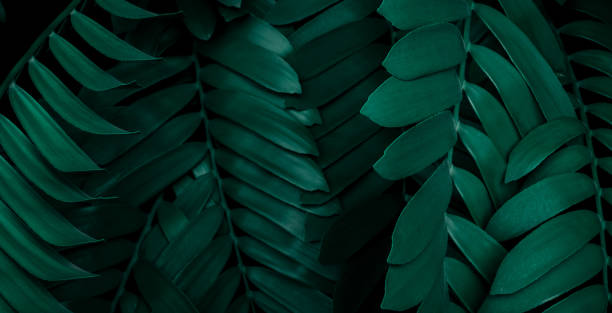 istock tropical leaves, abstract green leaves texture, nature background 1317721272