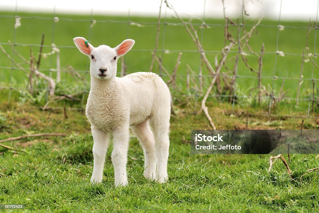 Spring lamb Single spring lamb in farmers field. Agricultural Field Stock Photo