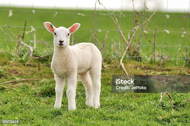 Spring Lamb Stock Photo - Download Image Now - Agricultural Field, Animal, Color Image
