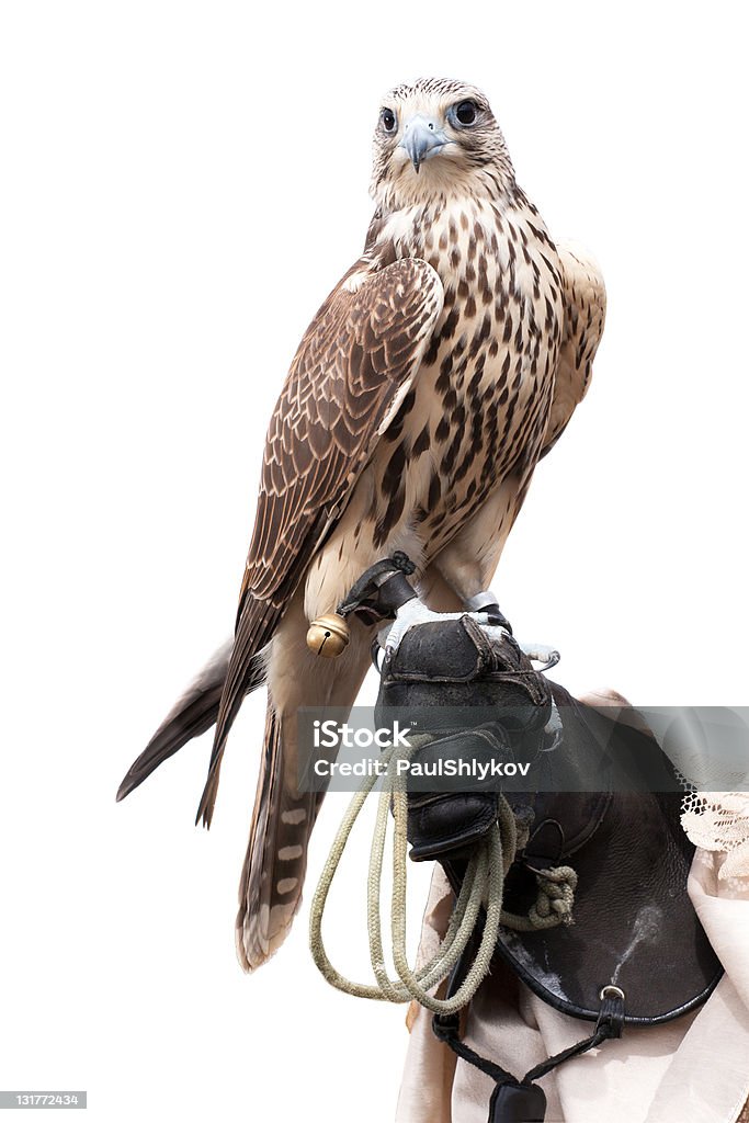 falcon gestori di mano - Foto stock royalty-free di Falco pellegrino