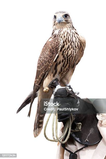 Falcon Gestori Di Mano - Fotografie stock e altre immagini di Falco pellegrino - Falco pellegrino, Falconeria, Guanto - Indumento sportivo protettivo