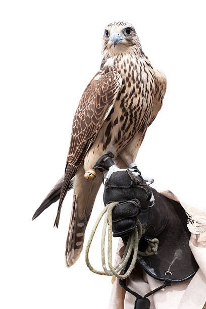 falcon on handlers hand
