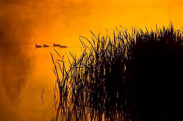 Patos em sunrise - fotografia de stock
