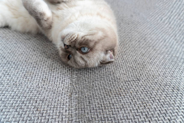 istock Photo Scottish cat, scottish-fold, white with blue eyes 1317725803