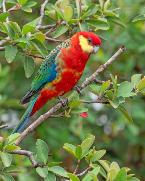 istock A Male Western Rosella 1317727610