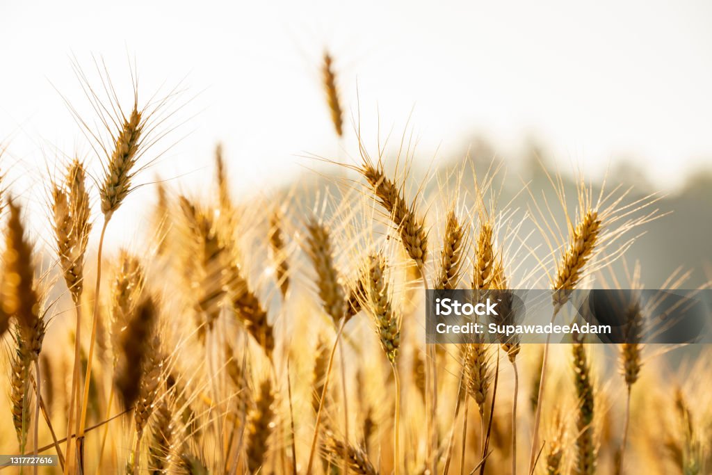 Wheat meadow. Ripe Gold Barley field in summer. Nature organic Yellow rye plant Growing to harvest. Wheat meadow. Ripe Gold Barley field in summer. Nature organic Yellow rye plant Growing to harvest. World global food with sunset in farm land autumn scene background. Happy Agricultural countryside. Wheat Stock Photo
