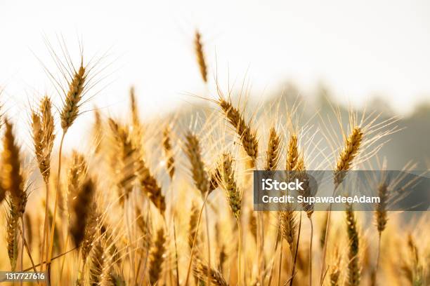 Wheat Meadow Ripe Gold Barley Field In Summer Nature Organic Yellow Rye Plant Growing To Harvest Stock Photo - Download Image Now