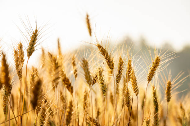 wheat meadow. ripe gold barley field in summer. nature organic yellow rye plant growing to harvest. - fotos de wheat imagens e fotografias de stock