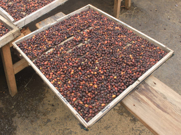 istock Indonesian coffee drying process on the home page 1317728591