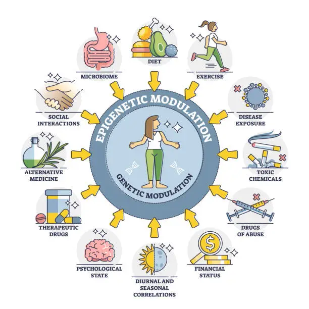 Vector illustration of Epigenetic modulation as environmental effect to phenotype outline diagram