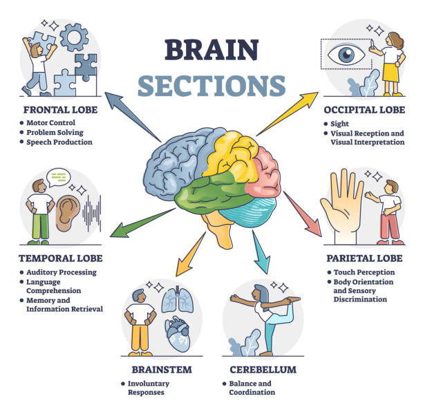 Brain sections and organ part functions in labeled anatomical outline diagram Brain sections and organ part functions in labeled anatomical outline diagram. Medical biological explanation scheme with lobe, brainstem and cerebellum description vector illustration. Cerebral graph cerebrum stock illustrations