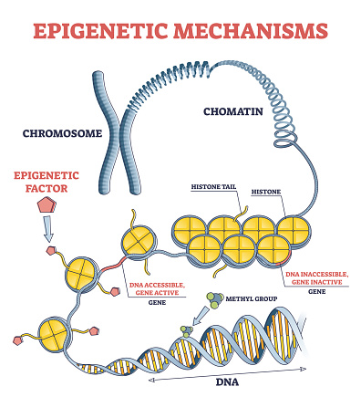 Epigenetic mechanisms as DNA acid gene protein expression in outline diagram. Educational labeled scientific scheme with methylation, histone modification and marking process vector illustration.